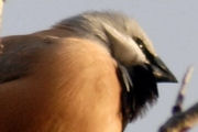 Black-throated Finch (Poephila cincta)